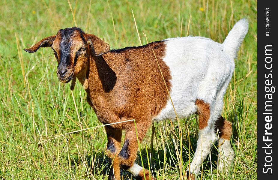 Goats, Goat, Cow Goat Family, Pasture