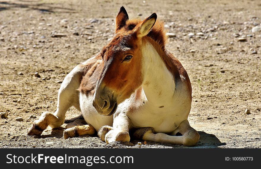 Horse, Horse Like Mammal, Mane, Mustang Horse