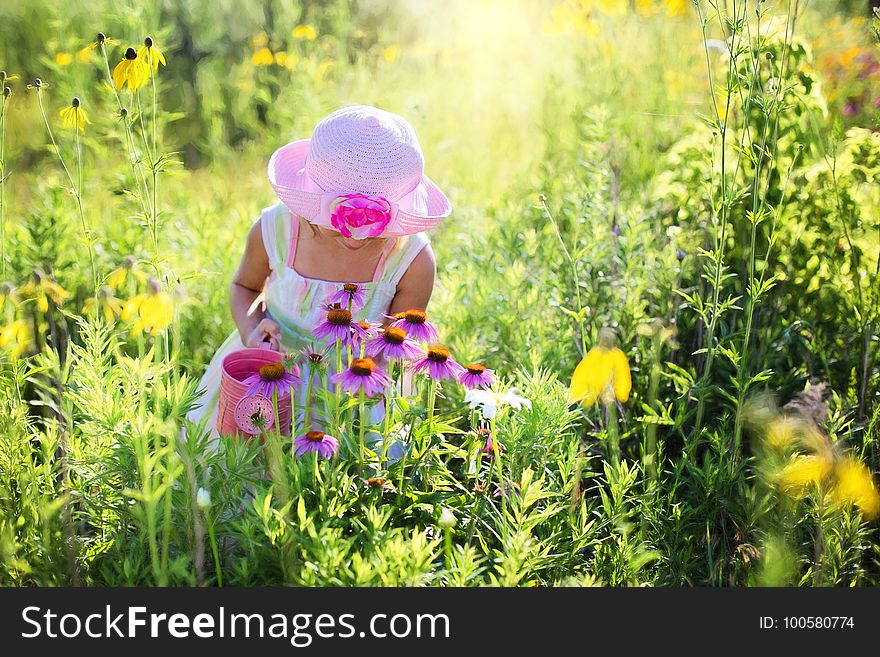 Nature, Yellow, Flower, Meadow