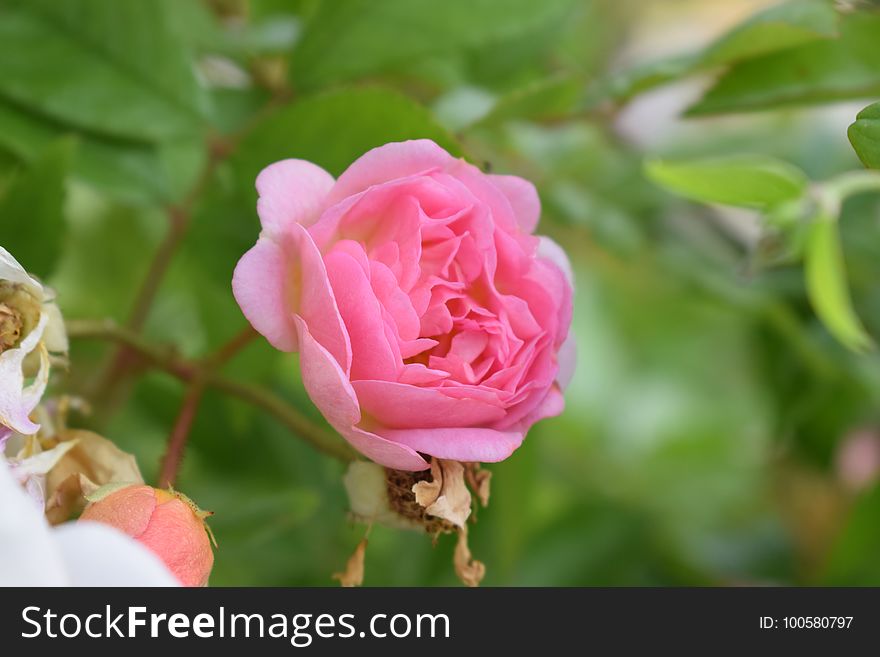 Flower, Rose, Rose Family, Pink