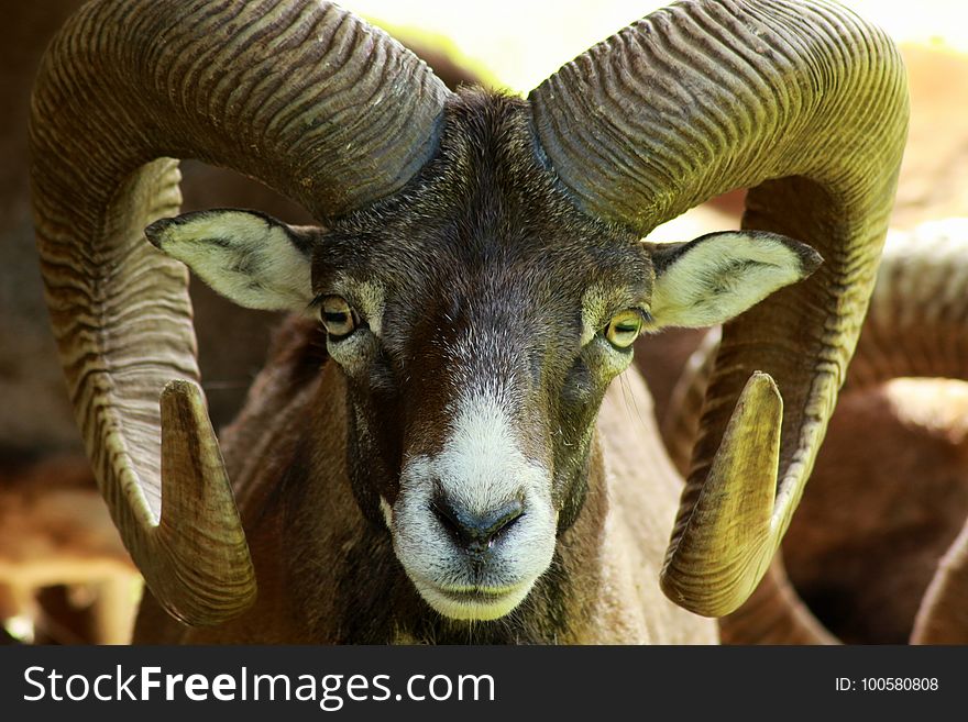 Horn, Argali, Fauna, Sheep