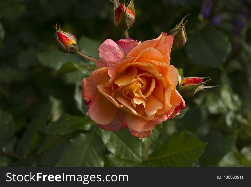 Flower, Rose Family, Rose, Flowering Plant