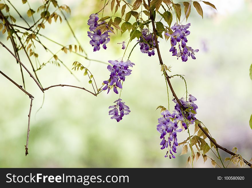 Flower, Flora, Purple, Branch