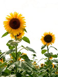 Field Of Sunflowers. Royalty Free Stock Image Field Of Sunflowers. Royalty Free Stock Image