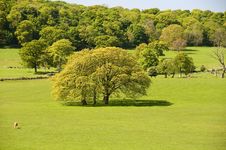 Large Oak Tree Royalty Free Stock Image Large Oak Tree Royalty Free Stock Image