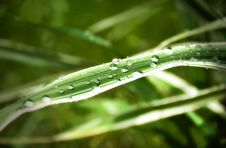 Rain Drops On Grass Stock Image