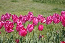 Pink Tulips Horizontal Royalty Free Stock Photos Pink Tulips Horizontal Royalty Free Stock Photos