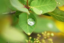 Dew Drops On A Leaves Stock Photos Dew Drops On A Leaves Stock Photos