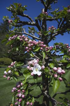 Apple Blossoms Stock Image Apple Blossoms Stock Image