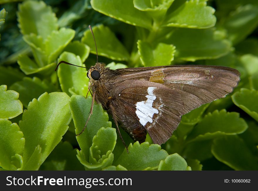 A large silver spotted skipper on sedum plants