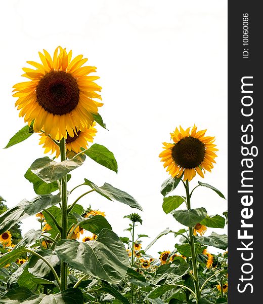 Field of sunflowers in cloudy weather. Field of sunflowers in cloudy weather.