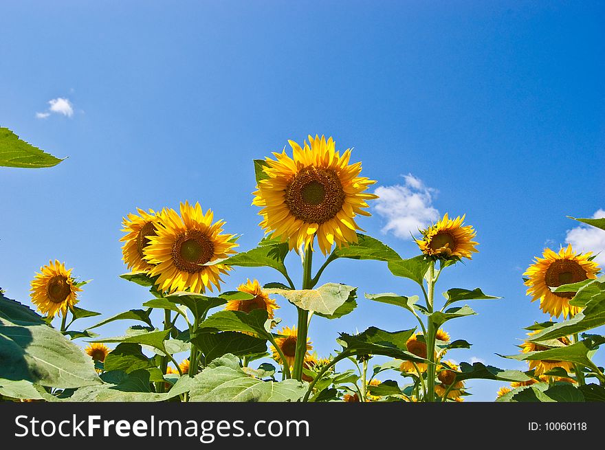 Sunflowers in summer day under blue sky