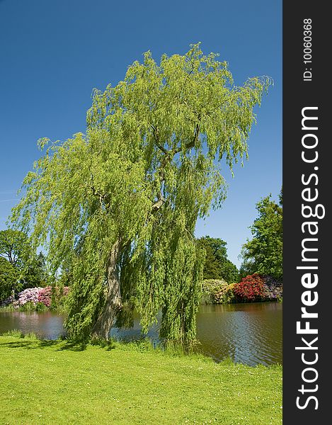 Weeping willow tree on the bank of a river in the summer