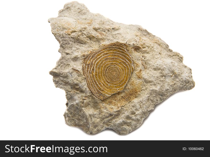 Sedimantary rock with fossil isoalted on white background