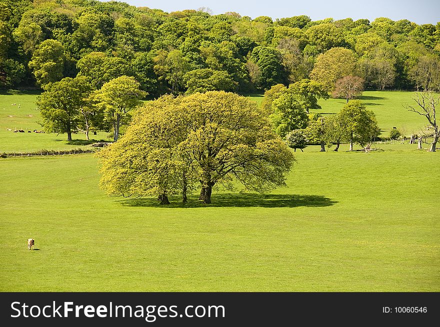 Large old Oak tree in the middle of a field with aforest in the background. Large old Oak tree in the middle of a field with aforest in the background