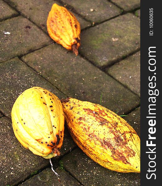 Unopened cocoa fruit