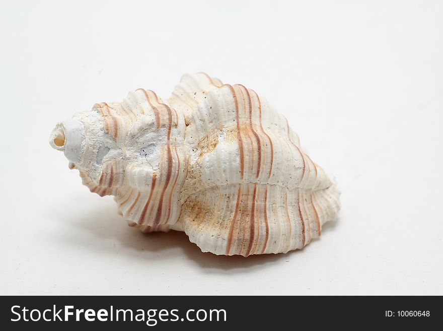 Shell isolated on white background