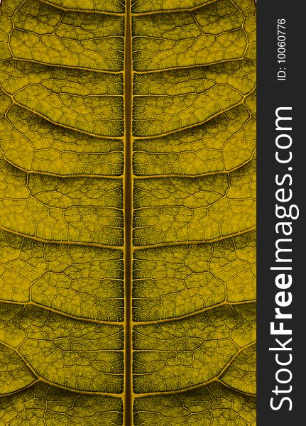 Images of background texture and pattern. Leaf.