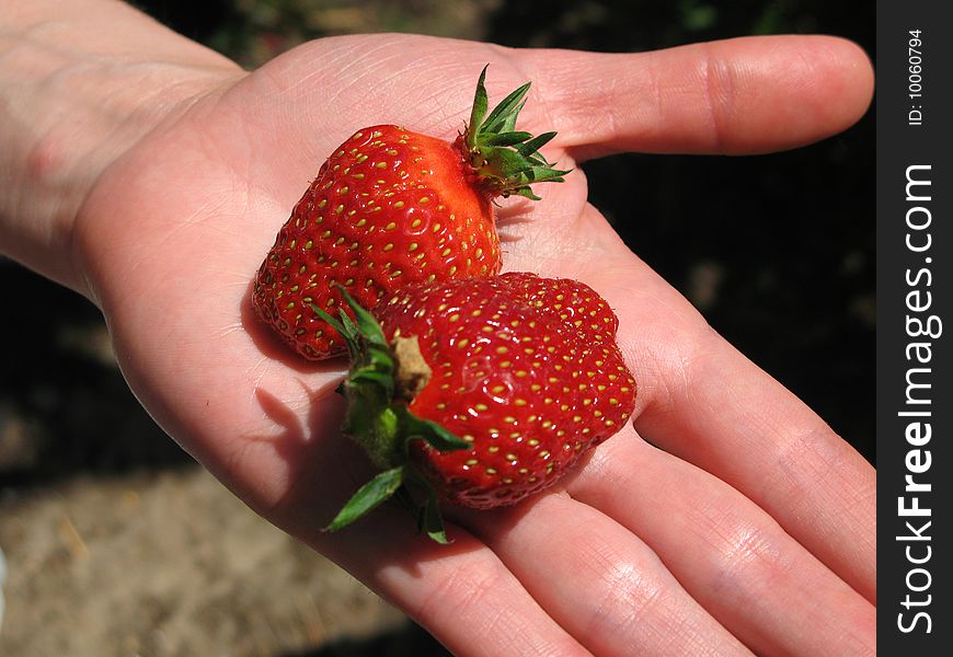 Two berries of strawberry are in a hand, photo. Two berries of strawberry are in a hand, photo