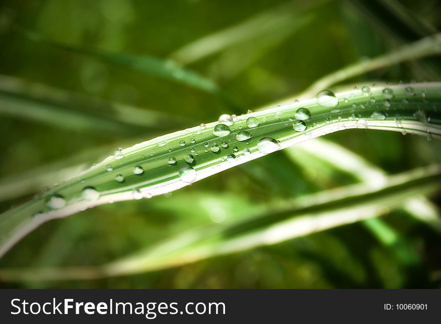 Rain drops on leaf of green grass. Rain drops on leaf of green grass