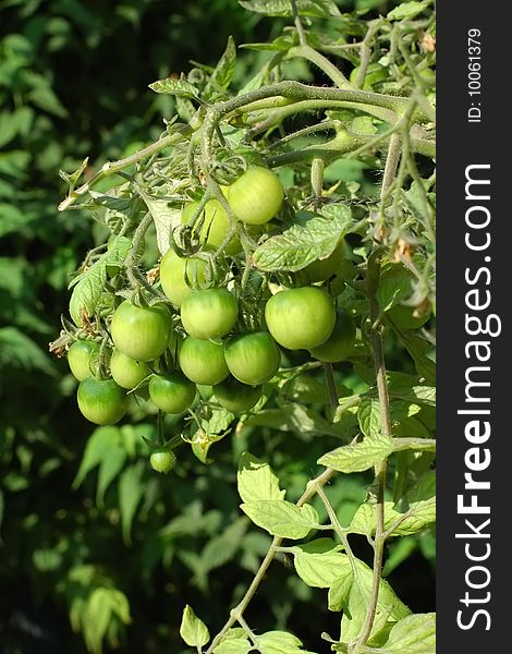 Close-up of organic green tomatoes growing on the vine. Close-up of organic green tomatoes growing on the vine