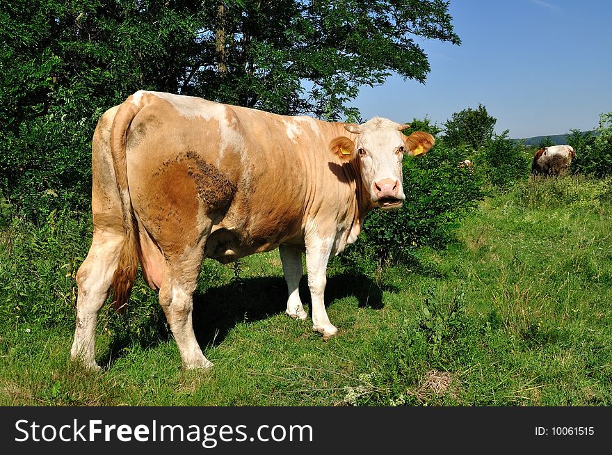 They are grazing cows on a field. They are grazing cows on a field.