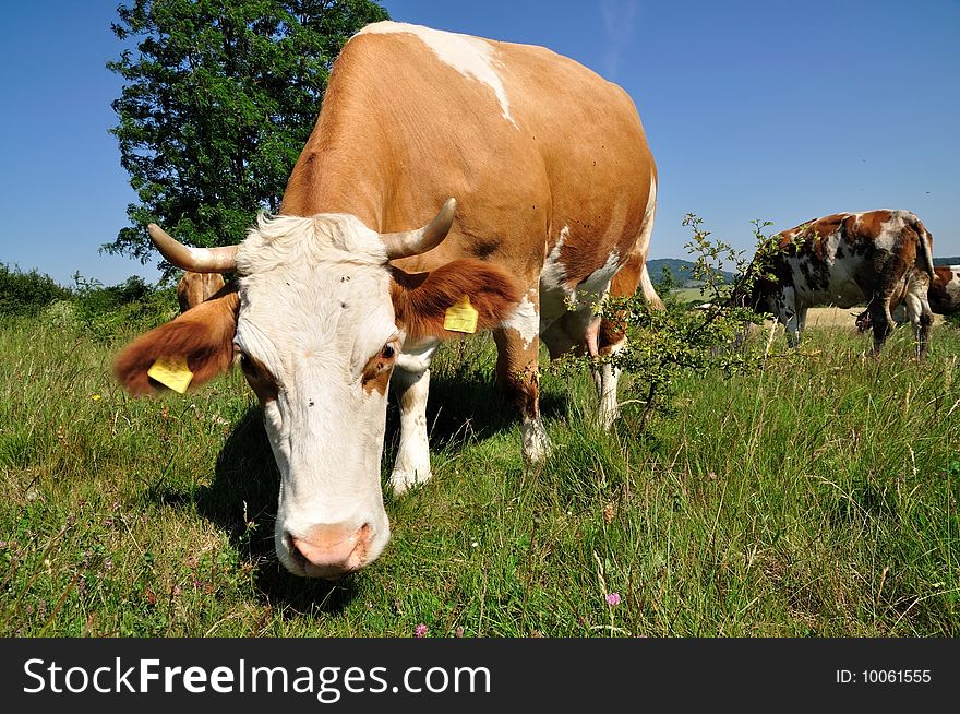 He is a cow enquiring on pasture. He is a cow enquiring on pasture.