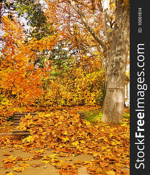 Typical autumn scene with fall leaves and vivid colors. Typical autumn scene with fall leaves and vivid colors