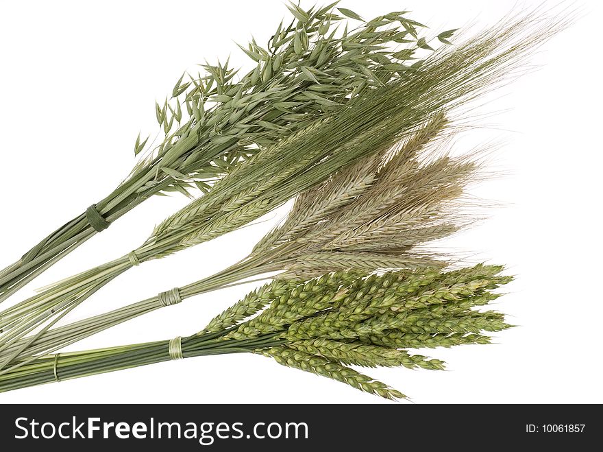 Ears of grain, isolated on white