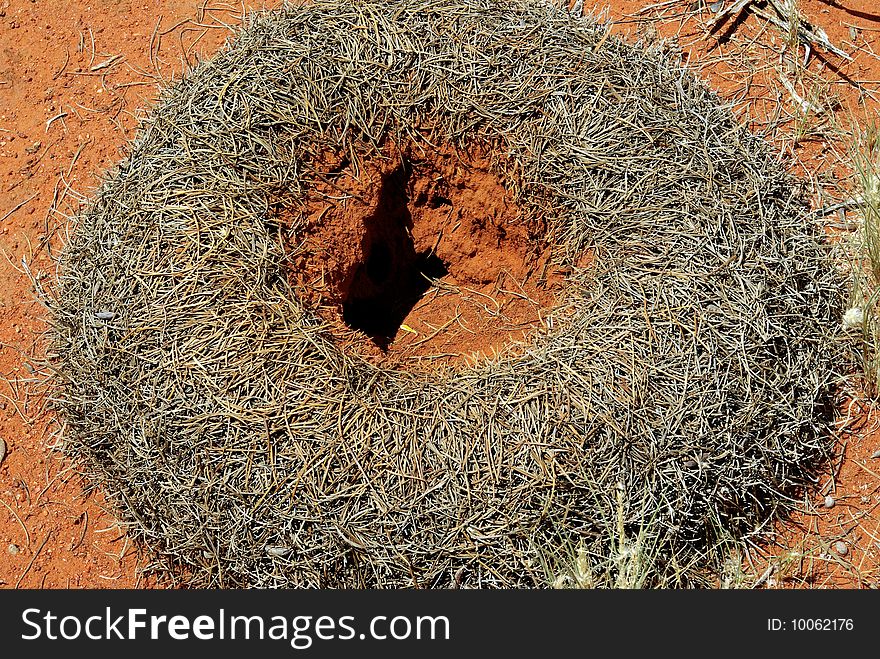 Ant Hill In Australian Desert