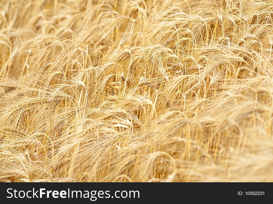 Close up view of golden rye