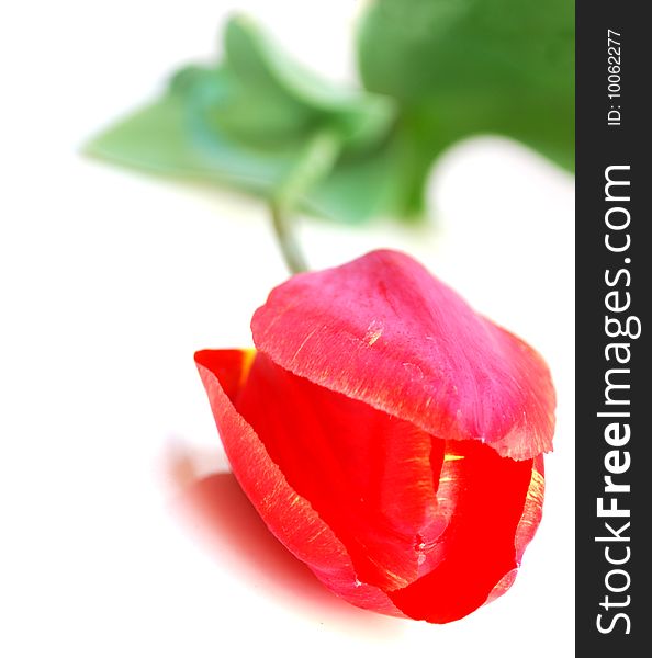 Red Tulip Isolated on White