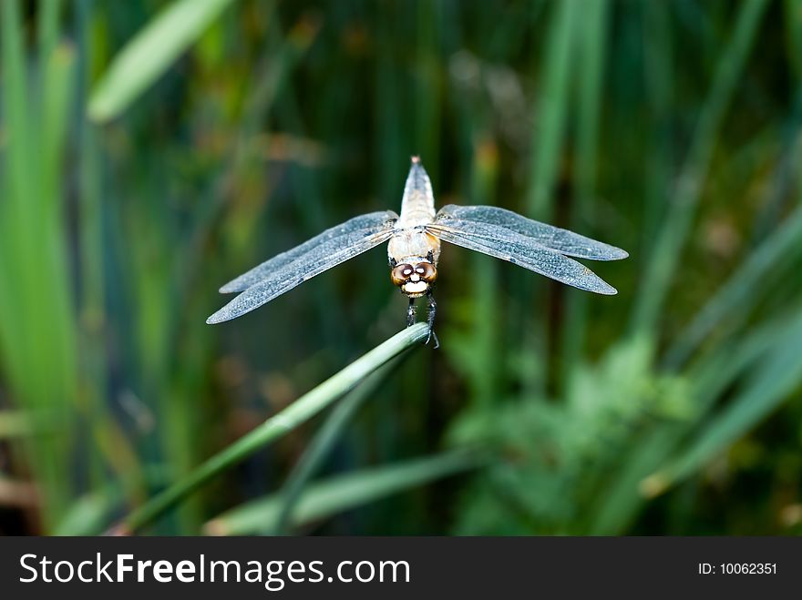 Beautiful and delicate insect - dragonfly.