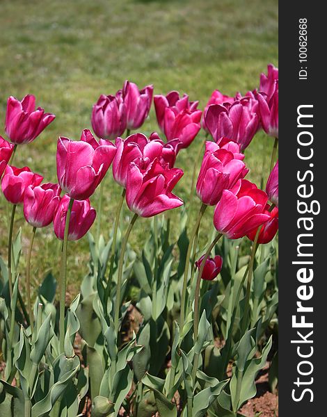 Pink Tulips Vertical