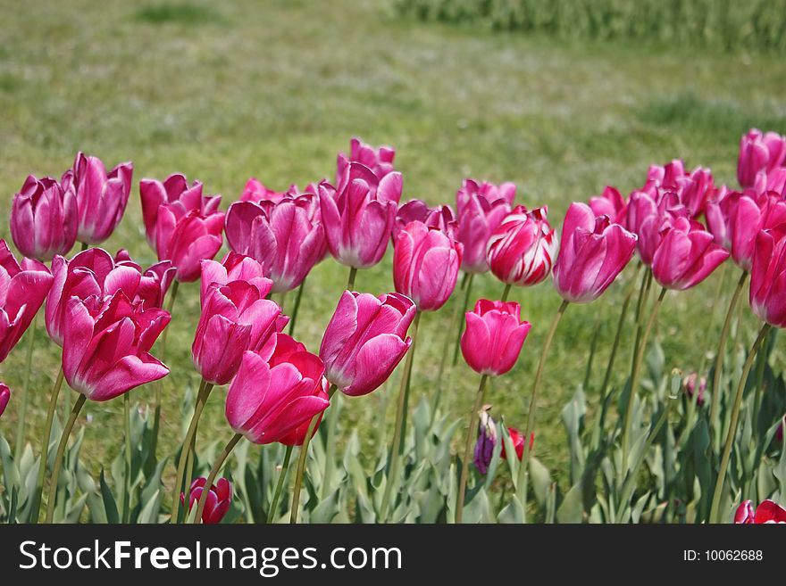 Pink Tulips Horizontal Version. Color Image
