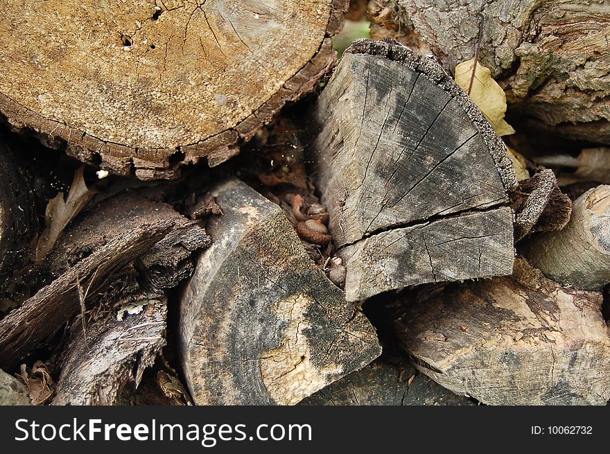 Old firewood with cobwebs, nuts and leaves.