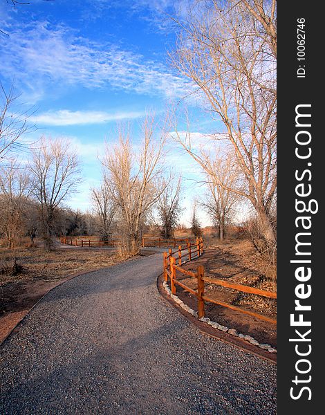 Path with trees in the desert