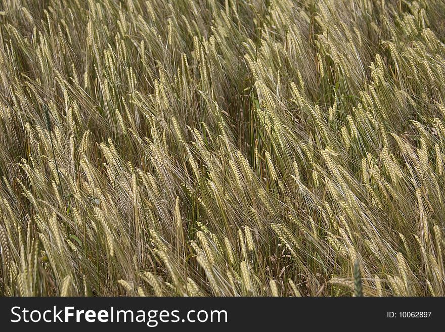 A cornfield in the wind