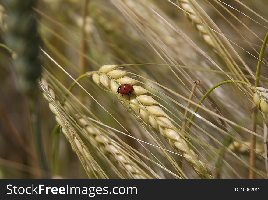 A cornfield in the wind with a lady beetle