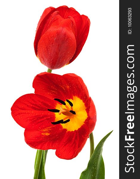 Beautiful red tulips on a white background