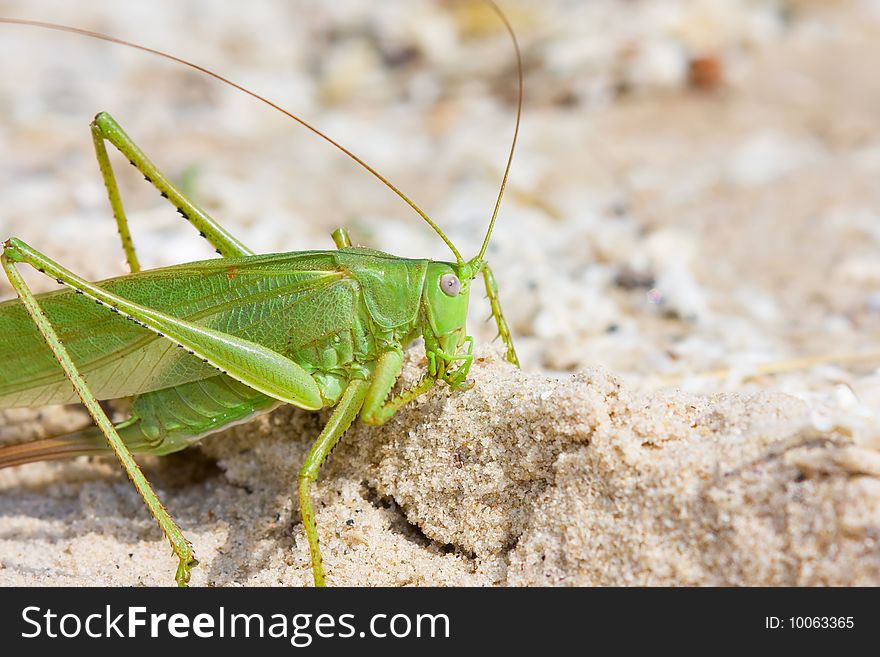 Green pest locust in sand