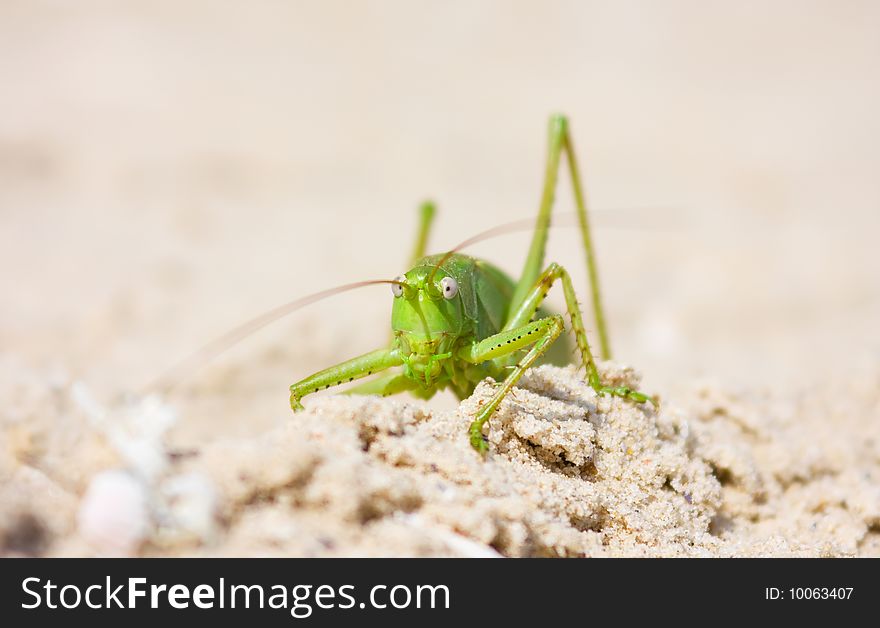 Green pest locust in sand