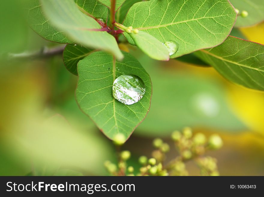 Dew drops on a green leaves close up. Dew drops on a green leaves close up