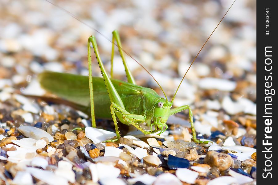 Green pest locust in sand