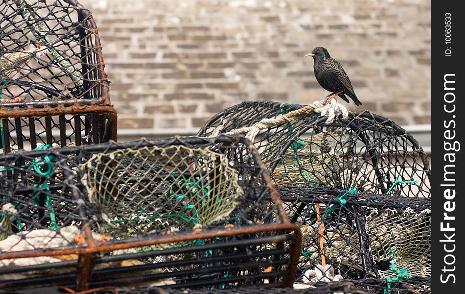 Starling sitting on the fishing nets