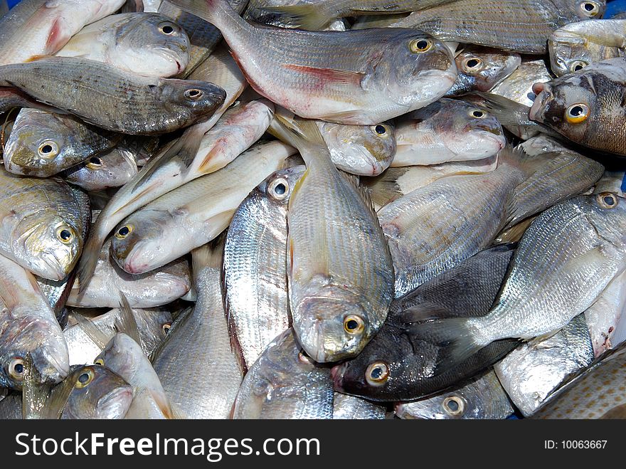 Fresh fish caught being displayed at the fish maket. Fresh fish caught being displayed at the fish maket