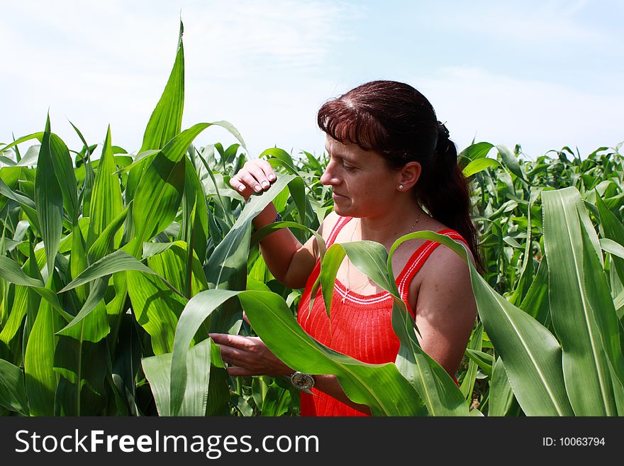 Agronomist woman in red analyzing the corns in the middle of a field. Agronomist woman in red analyzing the corns in the middle of a field