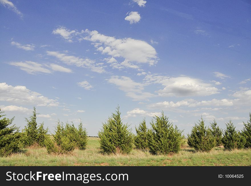 Line of Fir Trees and Beautiful Sky. Line of Fir Trees and Beautiful Sky