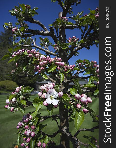 Apple blossoms, white open ones and pink buds, on a tree trunk in front of a blue sky on a spring day.