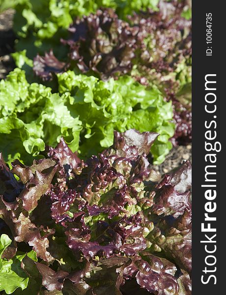 Red and green leaf lettuces planted in a garden. Selective focus on the front leaves. Red and green leaf lettuces planted in a garden. Selective focus on the front leaves.